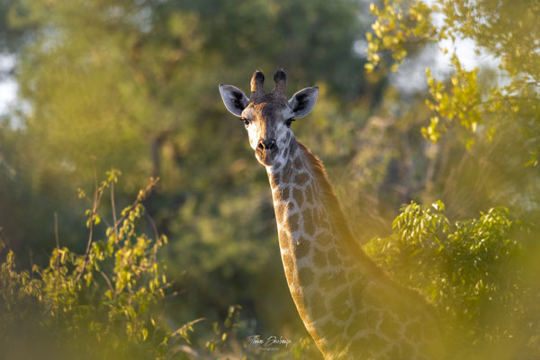 Girafe-Giraffe-Afrique-du-sud-South-africa-thomas-deschamps-photography