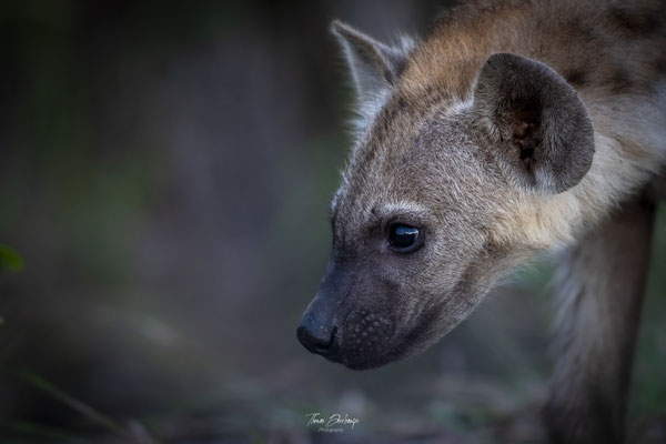 Thomas Deschamps Photography Hyene tachetee Afrique - Spotted Hyena cub Africa wildlife pictures