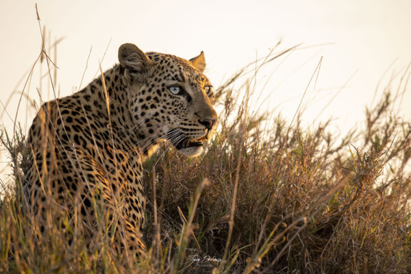 Thomas Deschamps Photography Leopard Afrique - Leopard Africa wildlife pictures