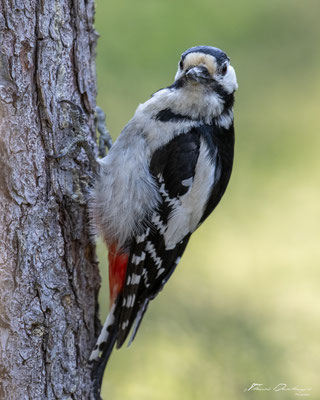Thomas Deschamps Photography pic epeiche Finlande photo picture wildlife black spotted woodpecker