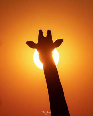 Girafe-Giraffe-Zambie-Zambia-south-luangwa-thomas-deschamps-photography
