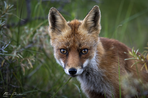 Thomas-Deschamps-Photography-renard-roux-pays-bas-photo-picture-wildlife-red-fox-netherlands