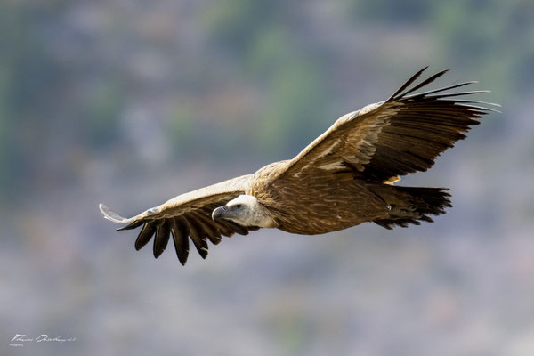 Thomas Deschamps Photography Vautour fauve France  baronnies provence griffon vulture wildlife pictures