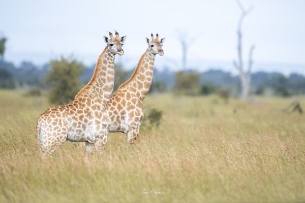 Girafe-Giraffe-Afrique-du-sud-South-africa-thomas-deschamps-photography