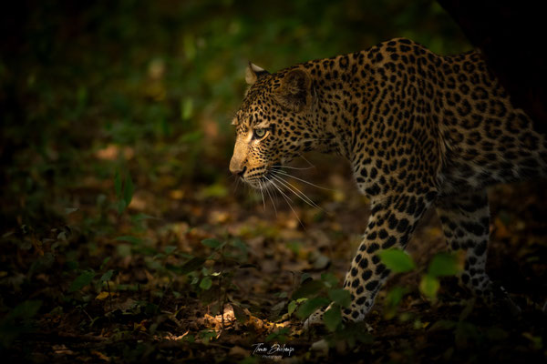 Thomas Deschamps Photography Leopard Afrique - Leopard Africa wildlife pictures