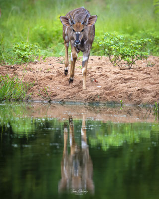 Thomas Deschamps Photography Nyala Afrique - Nyala Africa Wildlife pictures