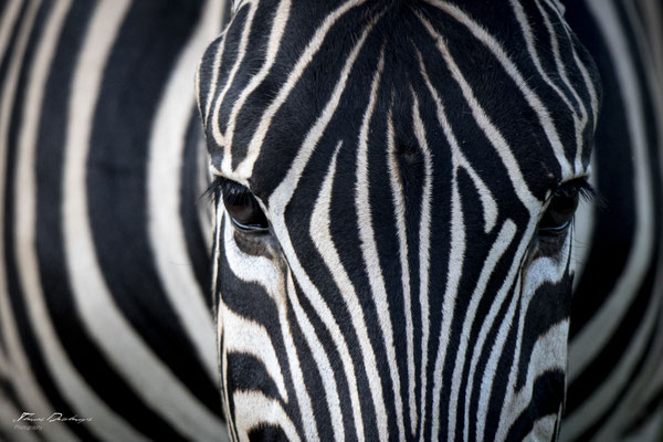 Zebre-zebra-Afrique-du-sud-South-africa-thomas-deschamps-photography