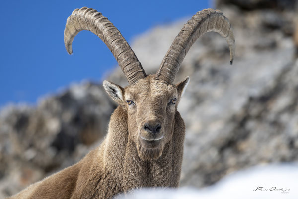 Thomas Deschamps Photography Bouquetin France Alpes Great ibex wildlife pictures