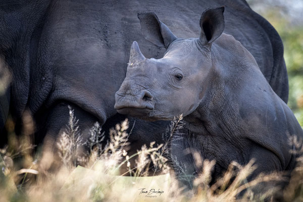 Thomas Deschamps Photography Rhinoceros blanc Afrique - White rhino Wide mouthed rhino Africa Wildlife pictures 