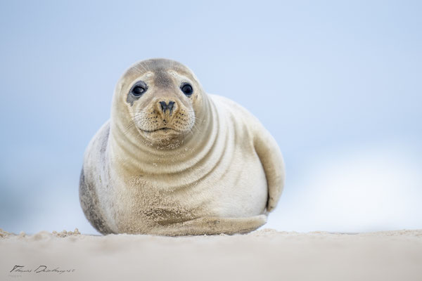 Thomas-Deschamps-Photography-phoque-veau-marin-Danemark-photo-picture-wildlife-harbor-seal
