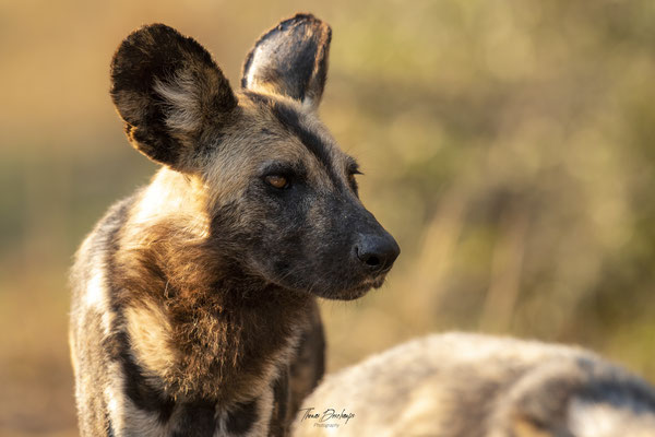 Thomas Deschamps Photography Lycaon Afrique - Wild dog Africa wildlife pictures