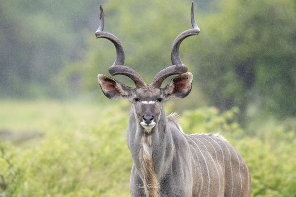 Grand-koudou-Greater-kudu-Afrique-du-sud-South-africa-thomas-deschamps-photography