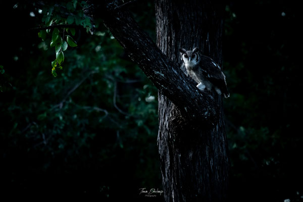 Thomas Deschamps Photography Grand duc de Verreaux Afrique - Verreaux's eagle owl Africa Wildlife pictures 