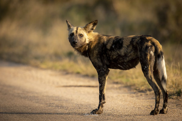 Thomas Deschamps Photography Lycaon Afrique - Wild dog Africa wildlife pictures