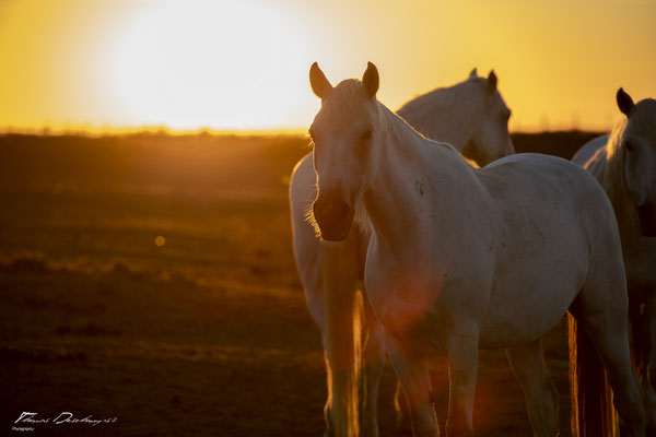 Thomas-Deschamps-Photography-cheval-blanc-camargue-France-photo-picture-wildlife-horse