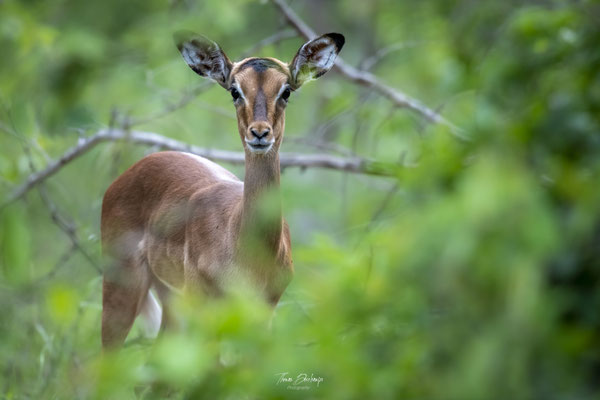 Impala-Afrique-du-sud-South-africa-thomas-deschamps-photography