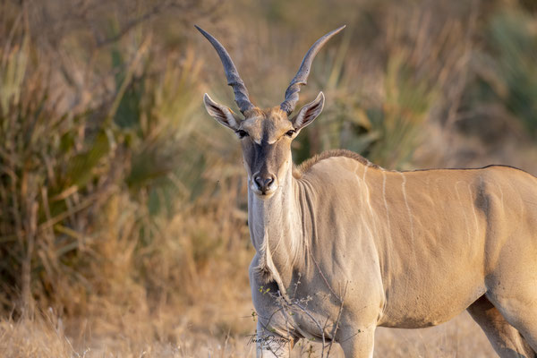 Thomas-Deschamps-Photography-elan-du-cao-photo-picture-wildlife-common-eland-south-africa