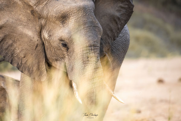 Elephant-Afrique-du-sud-South-africa-thomas-deschamps-photography