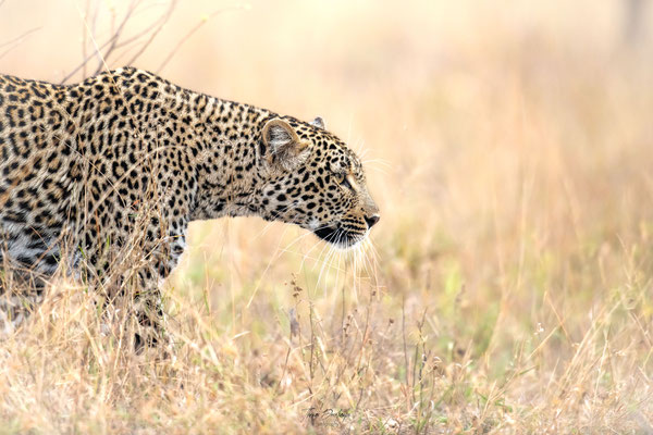 leopard-Afrique-du-sud-South-africa-thomas-deschamps-photography