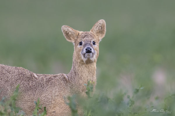Thomas Deschamps Photography - Hydropote de chine - Angleterre - Chinese water deer wildlife pictures
