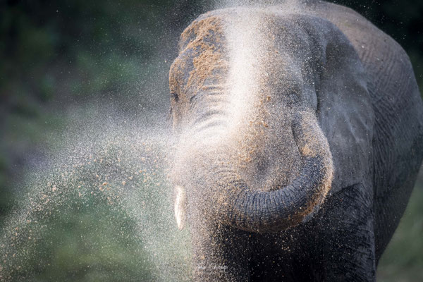 Elephant-Afrique-du-sud-South-africa-thomas-deschamps-photography