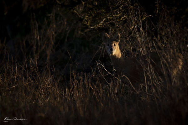 Thomas Deschamps Photography - Hydropote de chine - Angleterre - Chinese water deer wildlife pictures