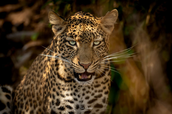 Thomas Deschamps Photography Leopard Afrique - Leopard Africa wildlife pictures