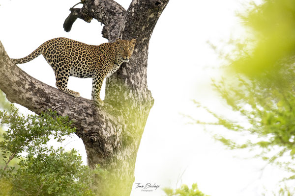 Thomas Deschamps Photography Leopard Afrique - Leopard Africa wildlife pictures