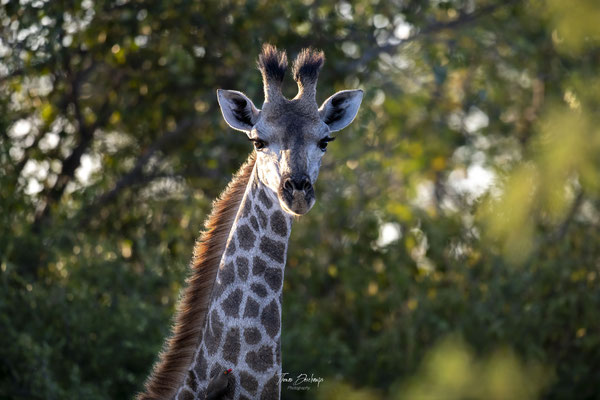 Thomas Deschamps Photography Girafe Afrique - Southern Giraffe Africa wildlife pictures