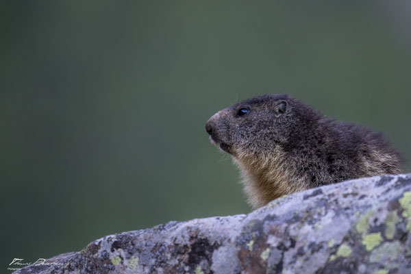 Thomas-Deschamps-Photography-marmotte-ecrins-France-photo-picture-wildlife-marmot