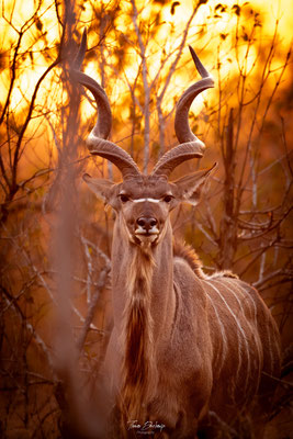 Grand-koudou-Greater-kudu-Afrique-du-sud-South-africa-thomas-deschamps-photography