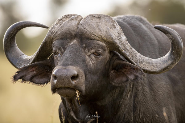 Buffle-d'afrique-African-buffalo-Afrique-du-sud-south-africa-thomas-deschamps-photography