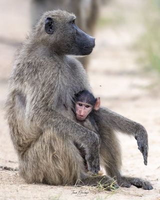 Babouin-Chacma-baboon-Afrique-du-sud-South-Africa-thomas-deschamps-photography