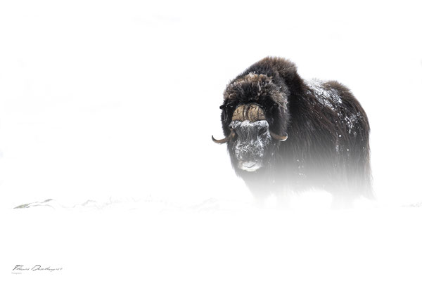 Thomas Deschamps Photography Boeuf musqué Dovrefjell Norvege - Muskox Norway wildlife pictures