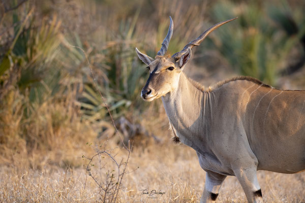 Thomas-Deschamps-Photography-elan-du-cao-photo-picture-wildlife-common-eland-south-africa