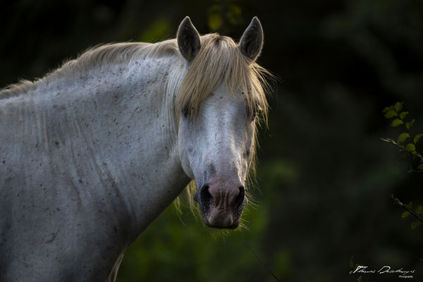 Thomas-Deschamps-Photography-cheval-blanc-camargue-France-photo-picture-wildlife-horse