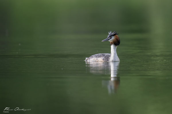 Thomas Deschamps Photography grèbe huppé France photo picture wildlife great crested grebe