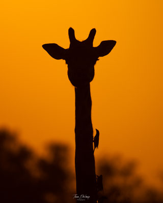 Girafe-Giraffe-Zambie-Zambia-south-luangwa-thomas-deschamps-photography