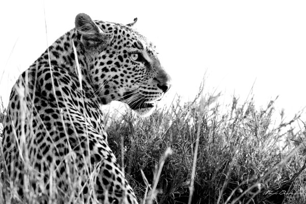 Thomas Deschamps Photography Leopard Afrique - Leopard Africa wildlife pictures