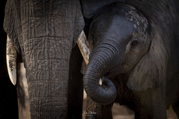 Elephant-Afrique-du-sud-South-africa-thomas-deschamps-photography