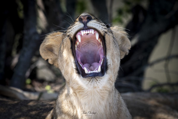 Thomas Deschamps Photography Lion Afrique - Lion Africa wildlife pictures