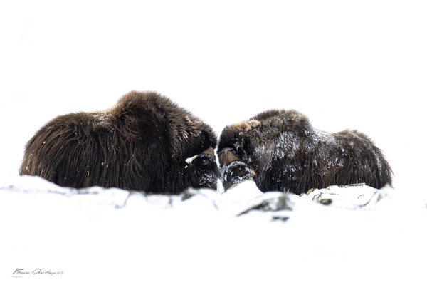 Thomas Deschamps Photography Boeuf musqué Dovrefjell Norvege - Muskox Norway wildlife pictures