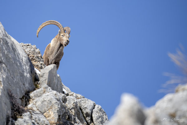 Thomas Deschamps Photography Bouquetin France Alpes Great ibex wildlife pictures