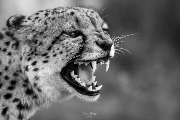 Thomas Deschamps Photography Guepard Afrique - Cheetah Africa wildlife pictures