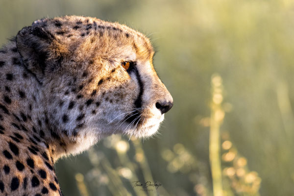 Guepard-cheetah-Afrique-du-sud-South-africa-thomas-deschamps-photography