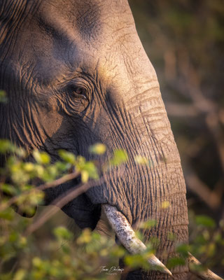 Elephant-Afrique-du-sud-South-africa-thomas-deschamps-photography