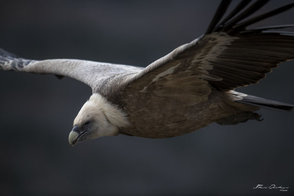 Thomas Deschamps Photography Vautour fauve France  baronnies provence griffon vulture wildlife pictures
