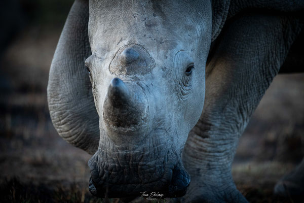 Rhinoceros-blanc-White-rhino-Afrique-du-sud-South-Africa-thomas-deschamps-photography
