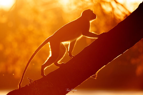 Singe-vervet-monkey-Zambie-zambia-thomas-deschamps-photography