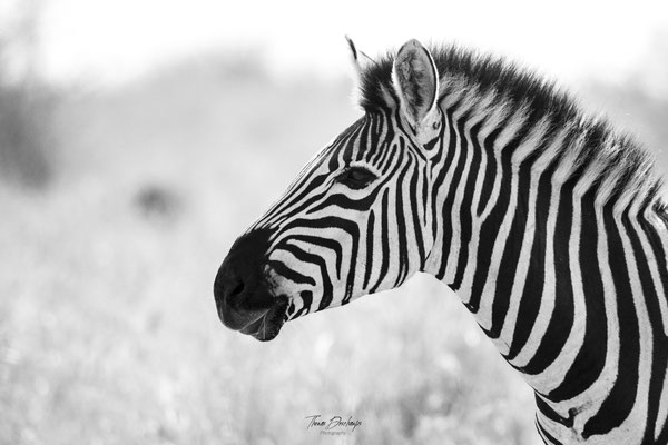 Thomas Deschamps Photography Zebre Afrique - Zebre Africa wildlife pictures
